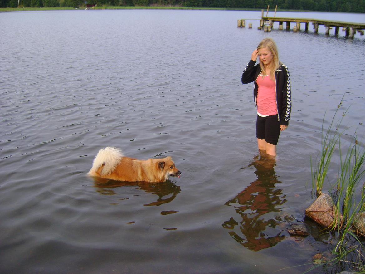 Islandsk fårehund Frida billede 6