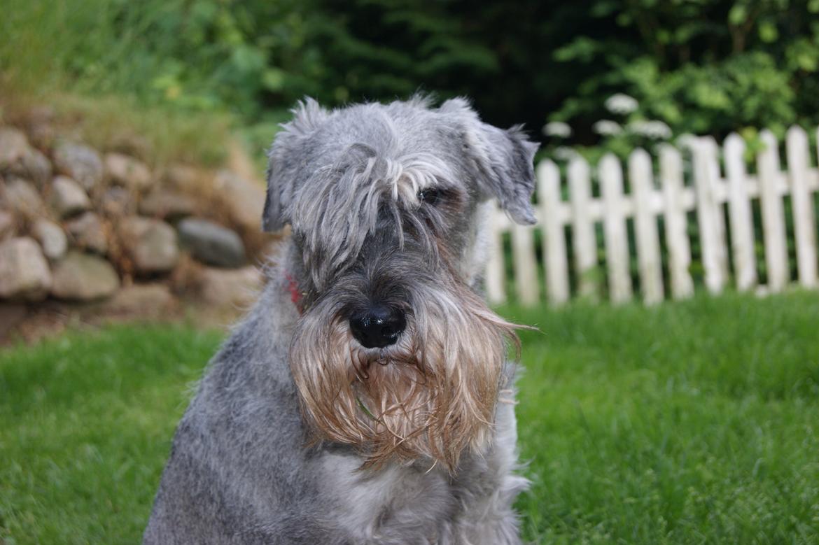 Mellemschnauzer Four Legs Danish Delight billede 1