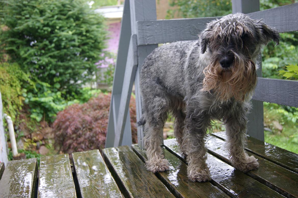 Mellemschnauzer Four Legs Danish Delight billede 2