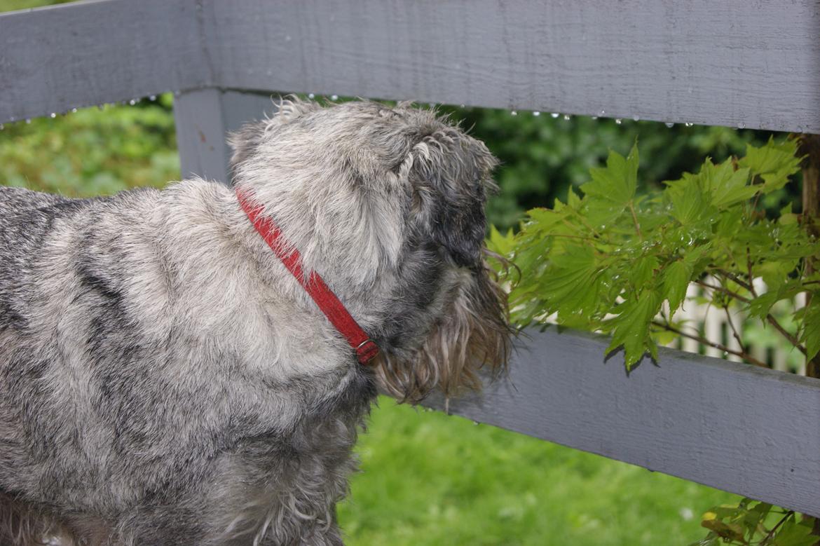 Mellemschnauzer Four Legs Danish Delight billede 3