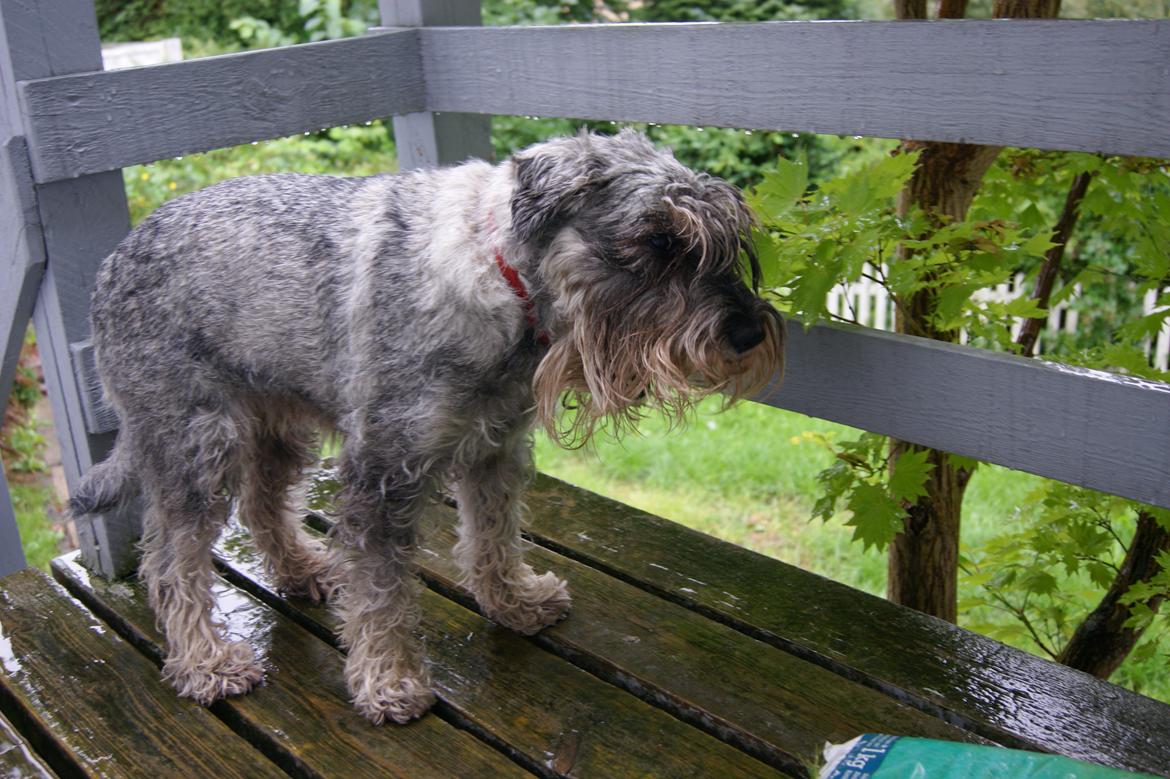 Mellemschnauzer Four Legs Danish Delight billede 4