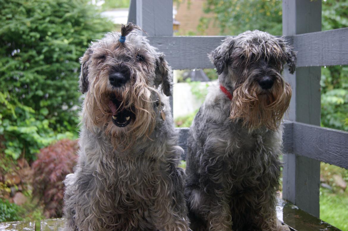 Mellemschnauzer Four Legs Danish Delight billede 5