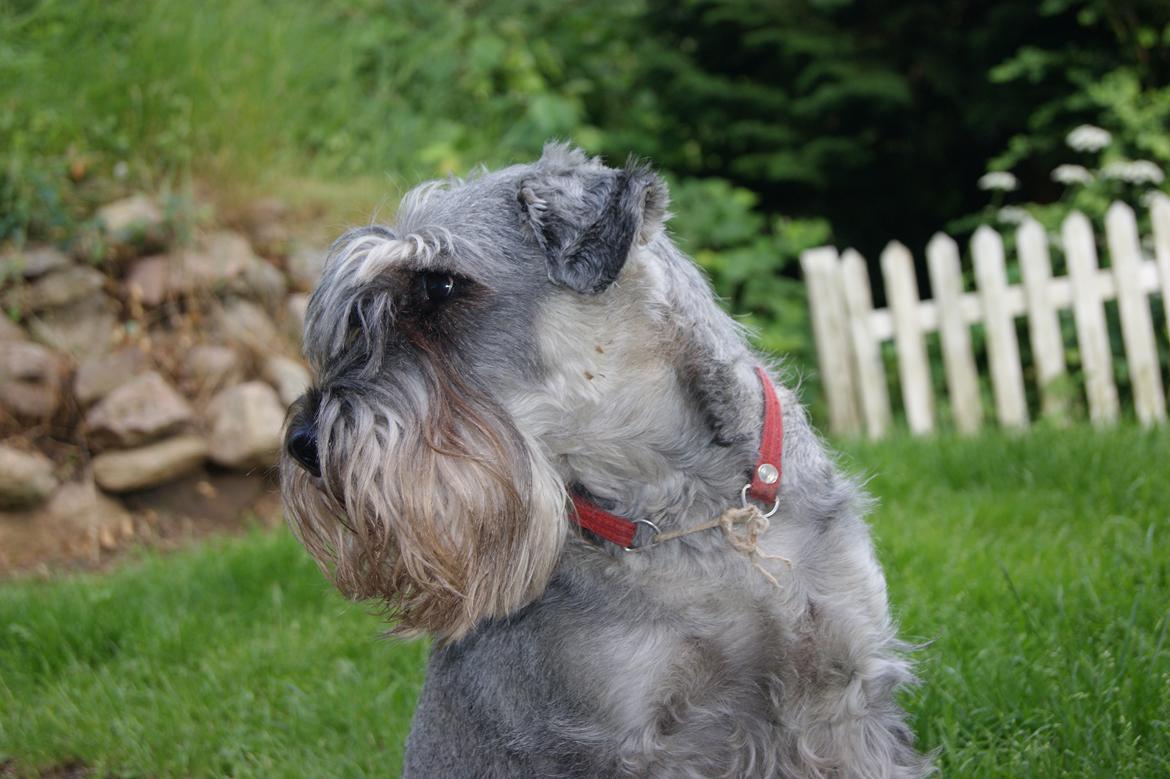 Mellemschnauzer Four Legs Danish Delight billede 6