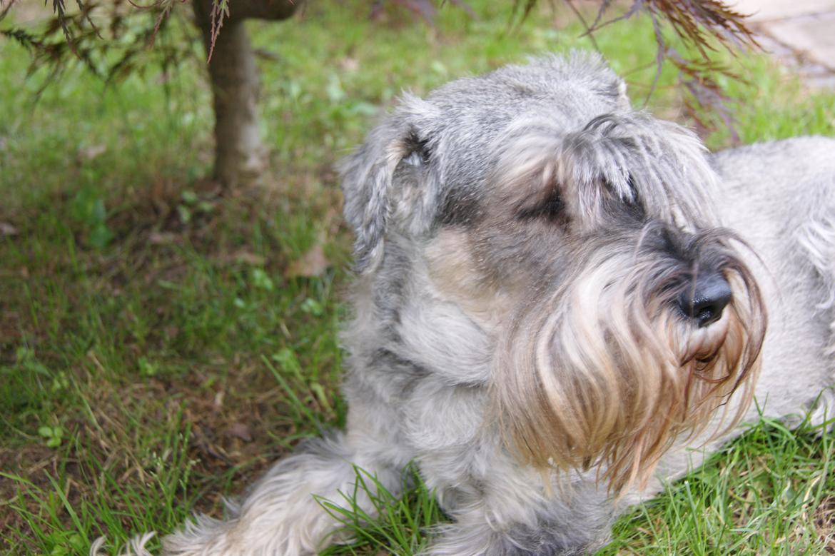 Mellemschnauzer Four Legs Dengsepigen billede 2