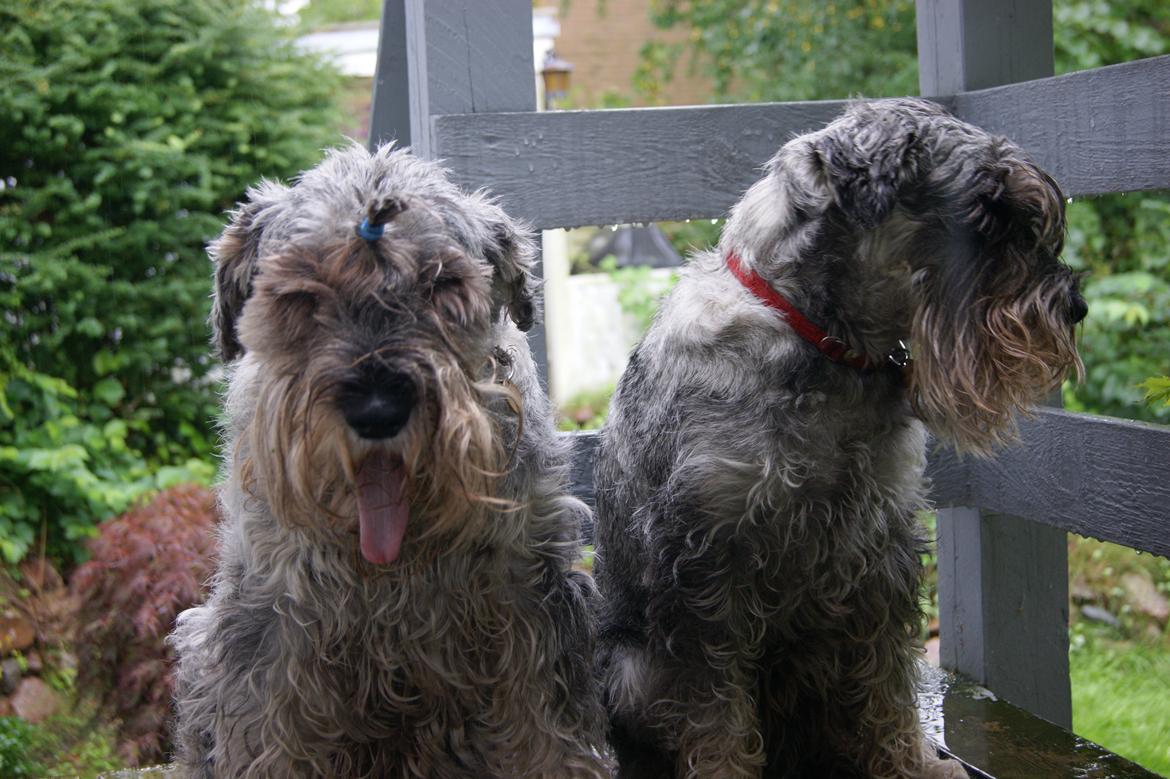 Mellemschnauzer Four Legs Dengsepigen billede 3