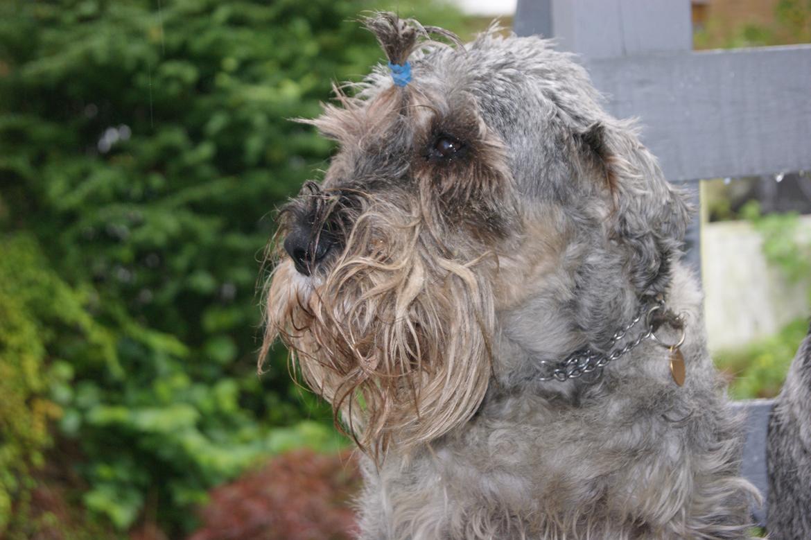 Mellemschnauzer Four Legs Dengsepigen billede 4