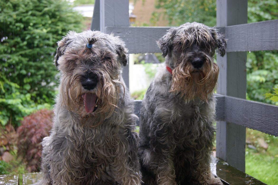 Mellemschnauzer Four Legs Dengsepigen billede 5