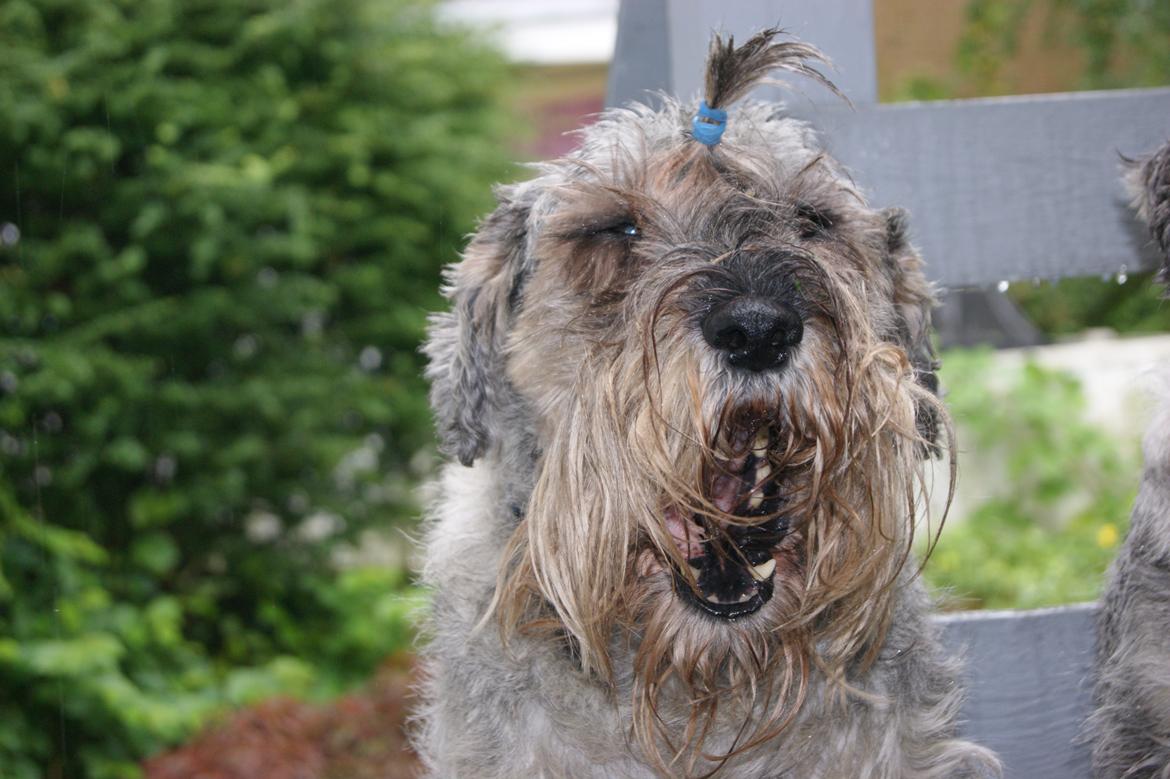 Mellemschnauzer Four Legs Dengsepigen billede 1