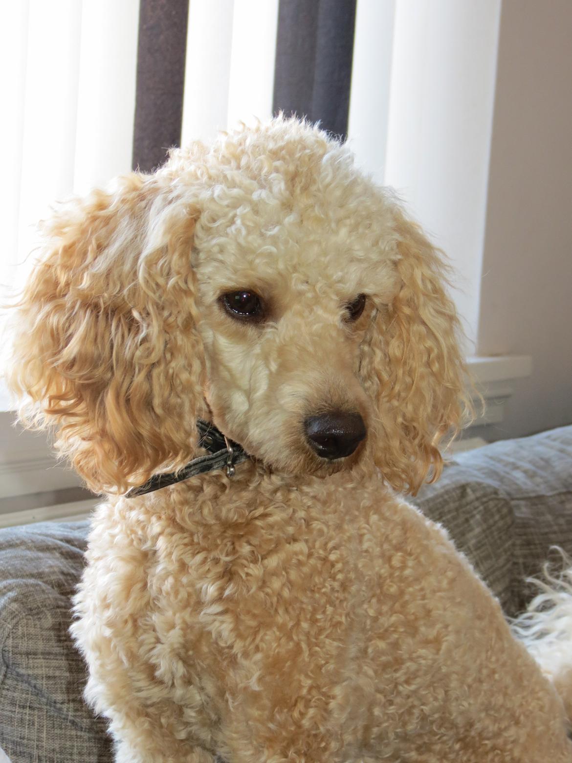 Dværgpuddel Balou billede 1