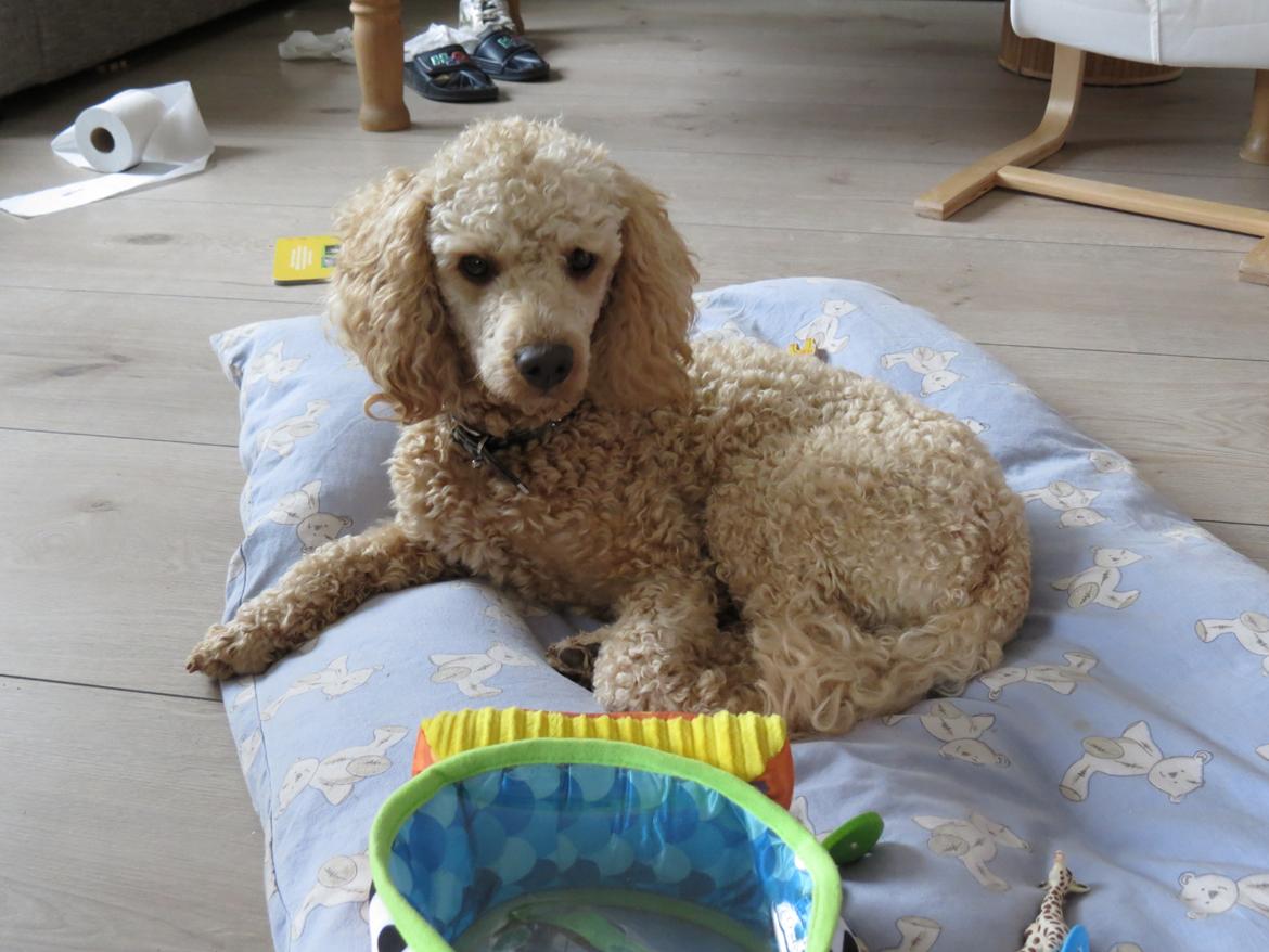 Dværgpuddel Balou billede 2