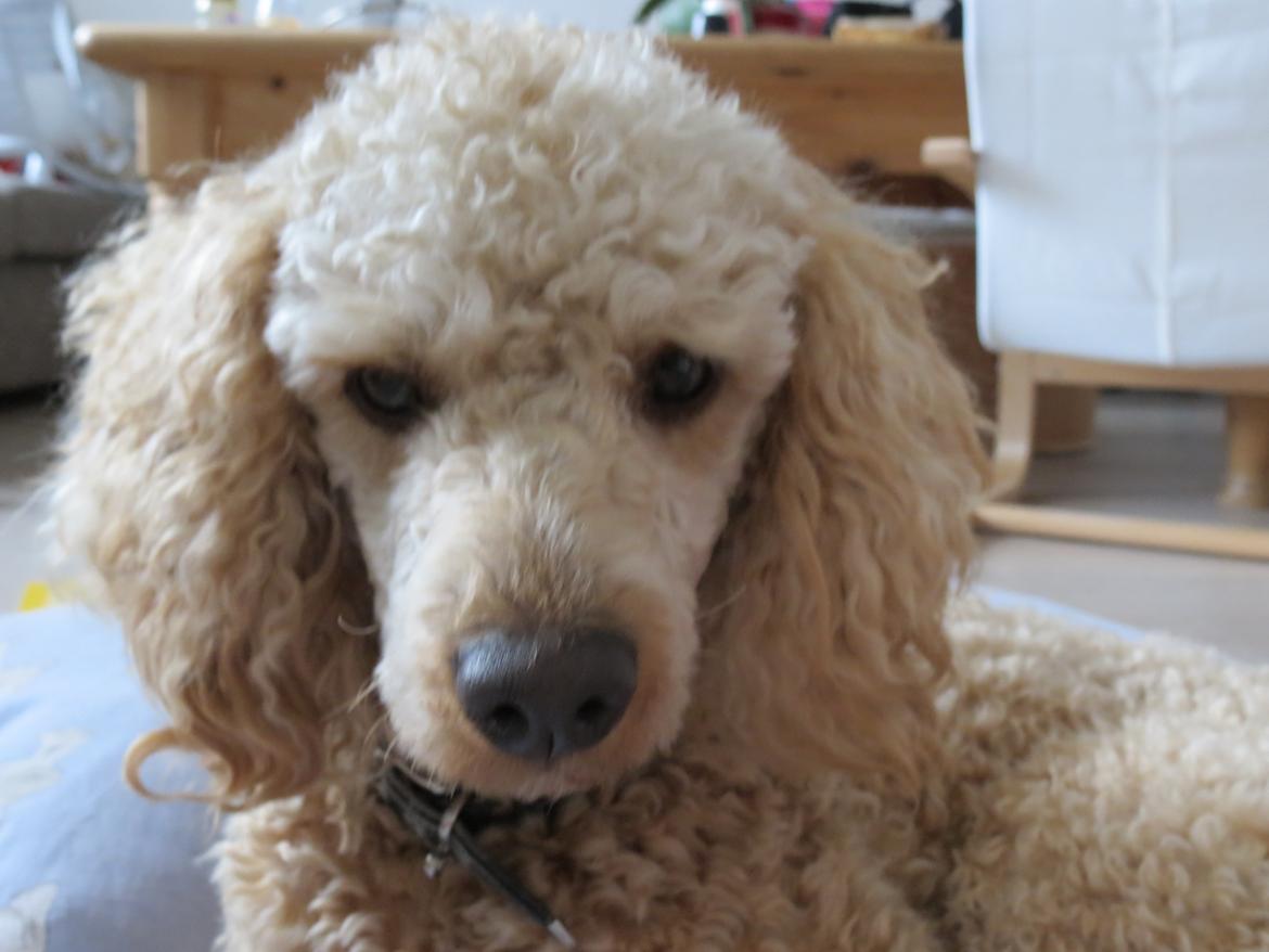 Dværgpuddel Balou billede 3