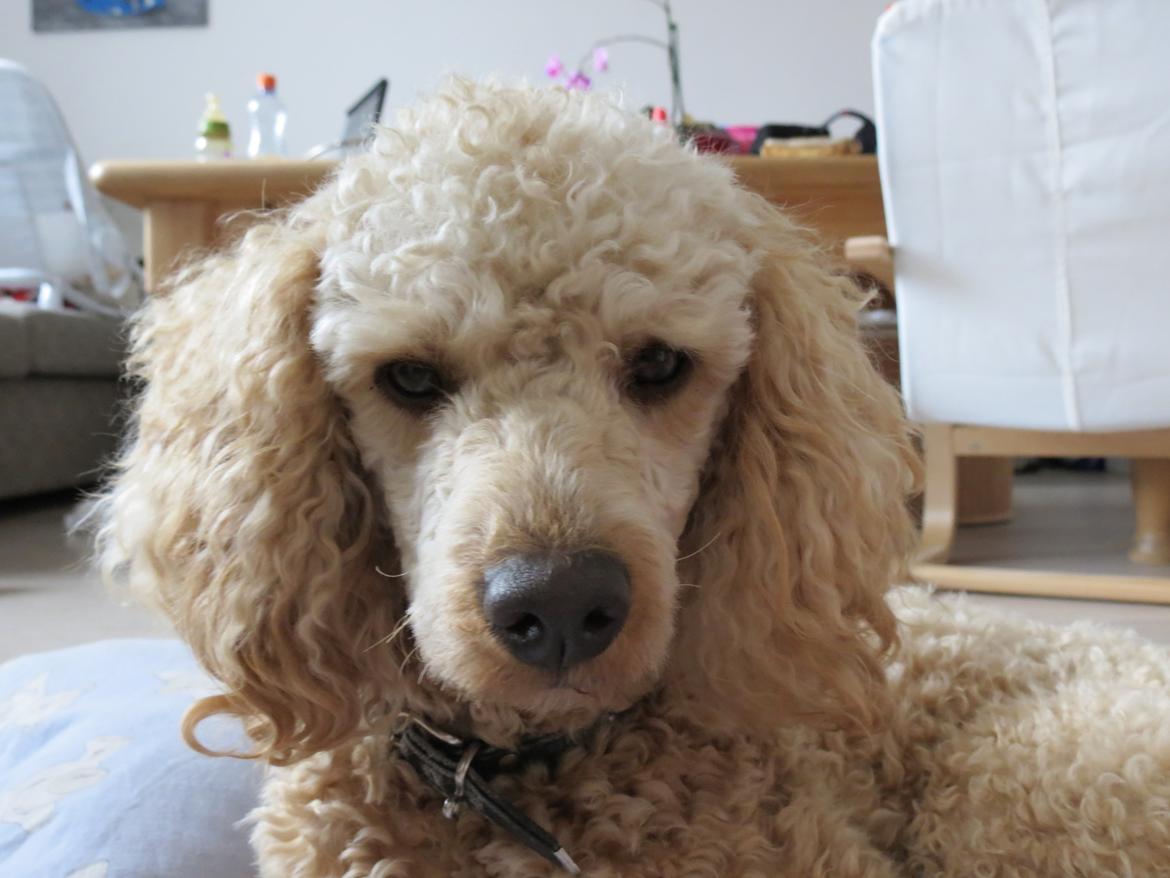 Dværgpuddel Balou billede 4