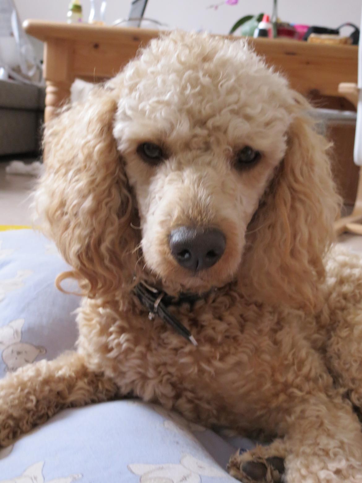 Dværgpuddel Balou billede 5