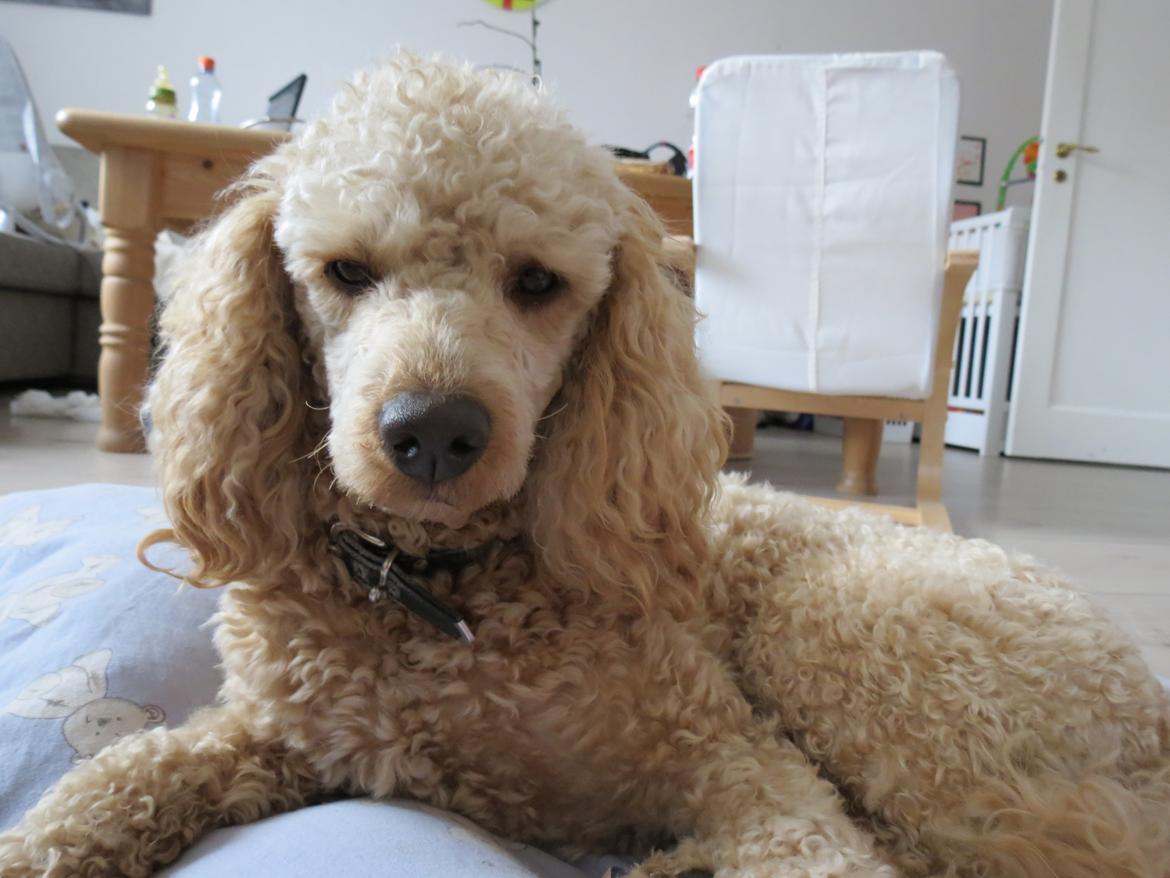 Dværgpuddel Balou billede 6