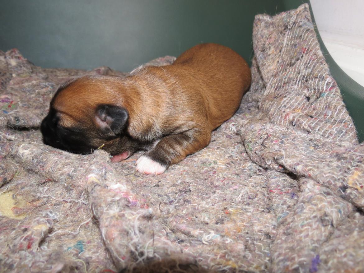 Blanding af racer Marco (Leo) billede 2