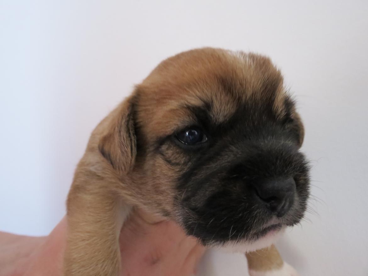 Blanding af racer Marco (Leo) billede 4