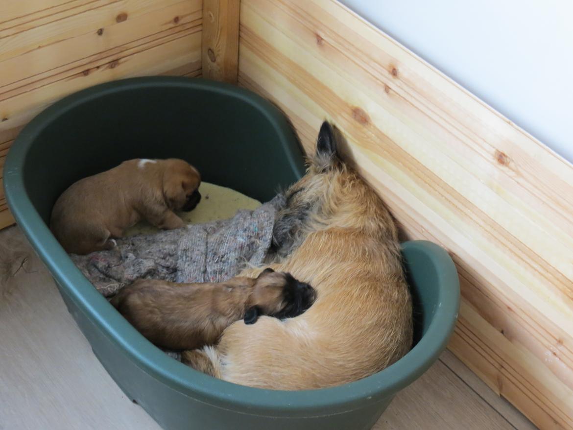 Blanding af racer Marco (Leo) billede 5