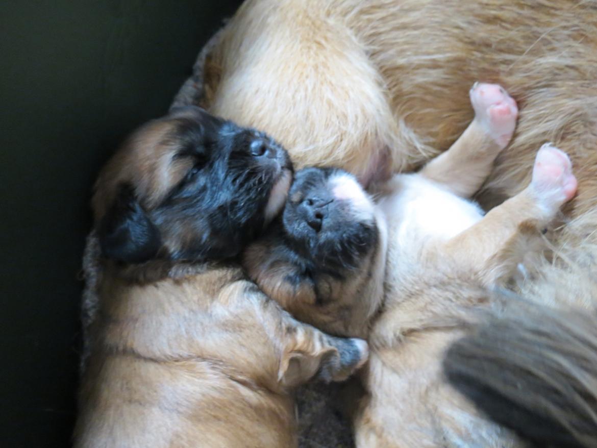 Blanding af racer Marco (Leo) billede 6