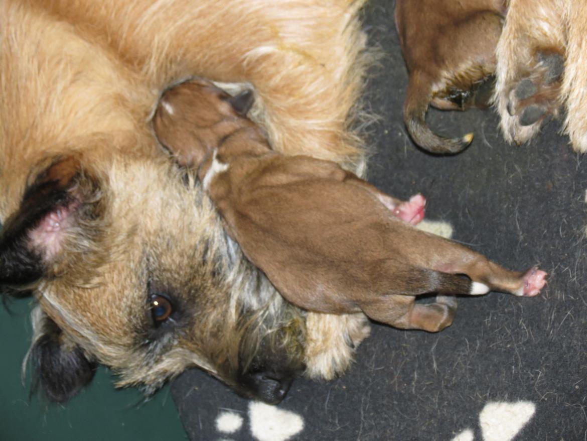 Blanding af racer Milo billede 2