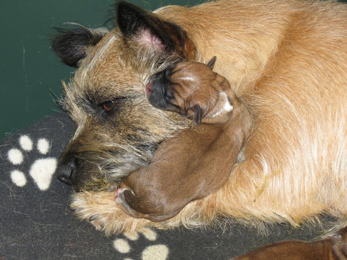 Blanding af racer Milo billede 3