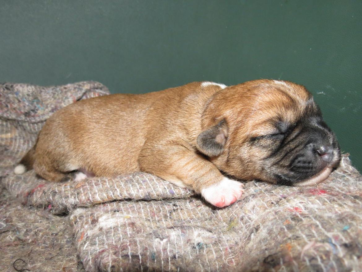 Blanding af racer Milo billede 4