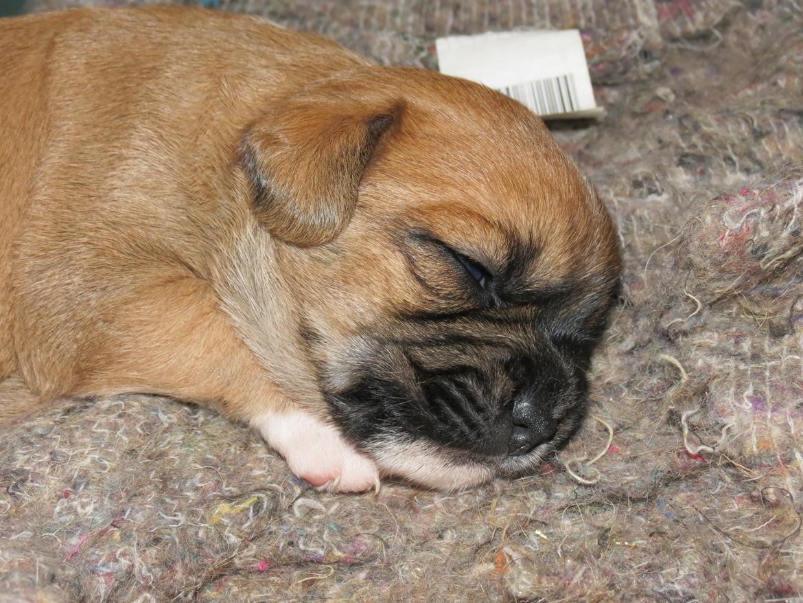 Blanding af racer Milo billede 5