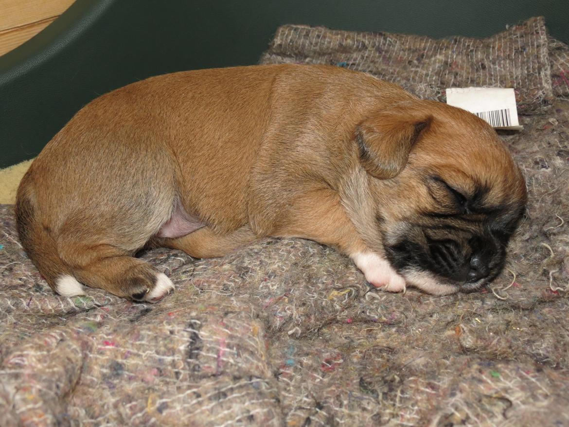 Blanding af racer Milo billede 6