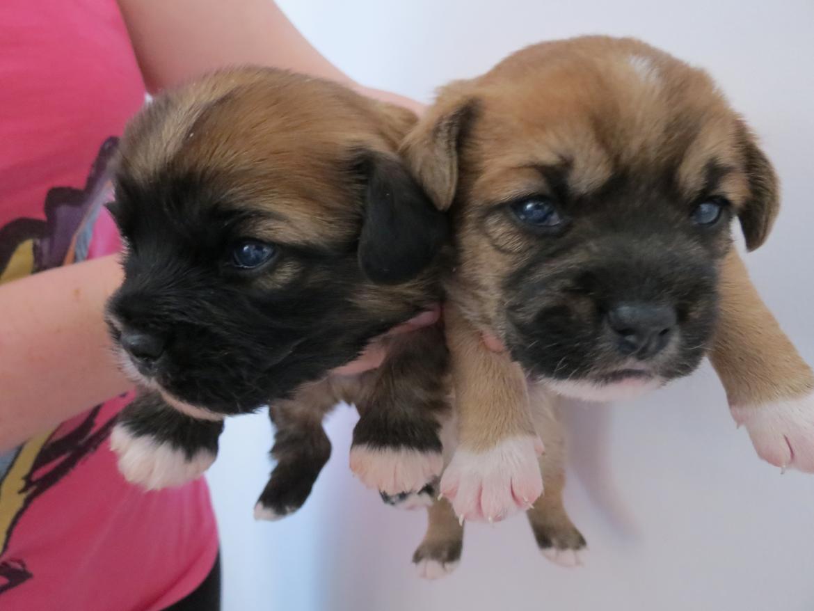 Blanding af racer Milo billede 7