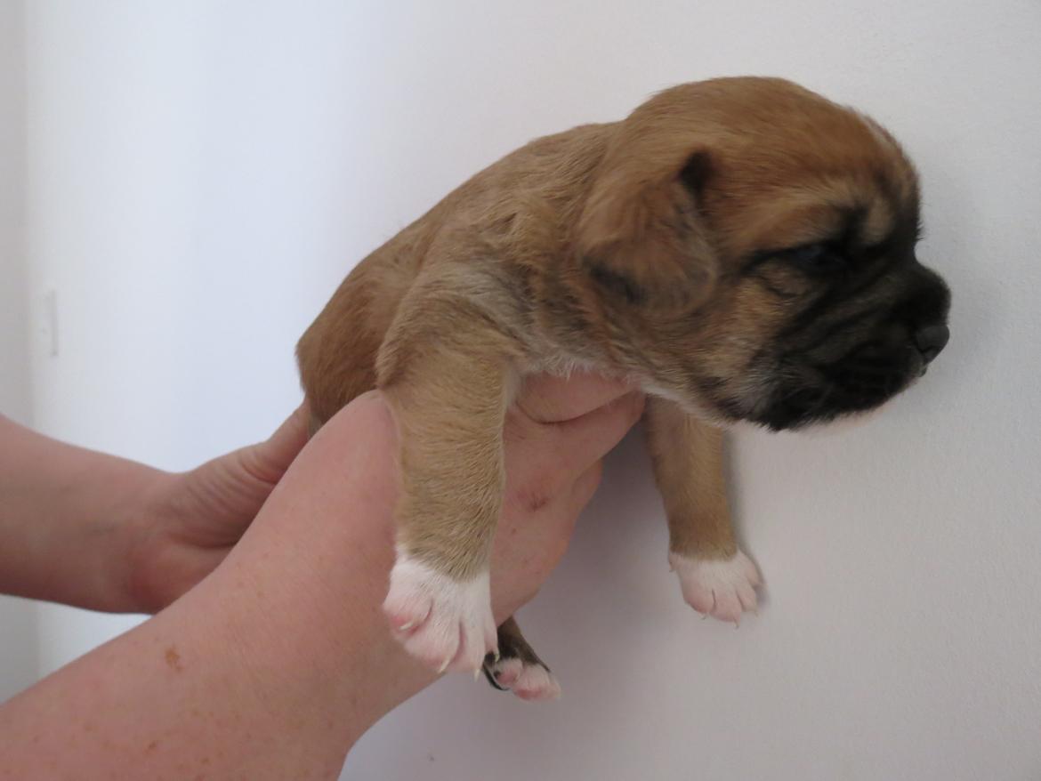 Blanding af racer Milo billede 9