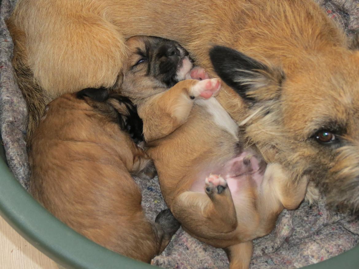 Blanding af racer Milo billede 11