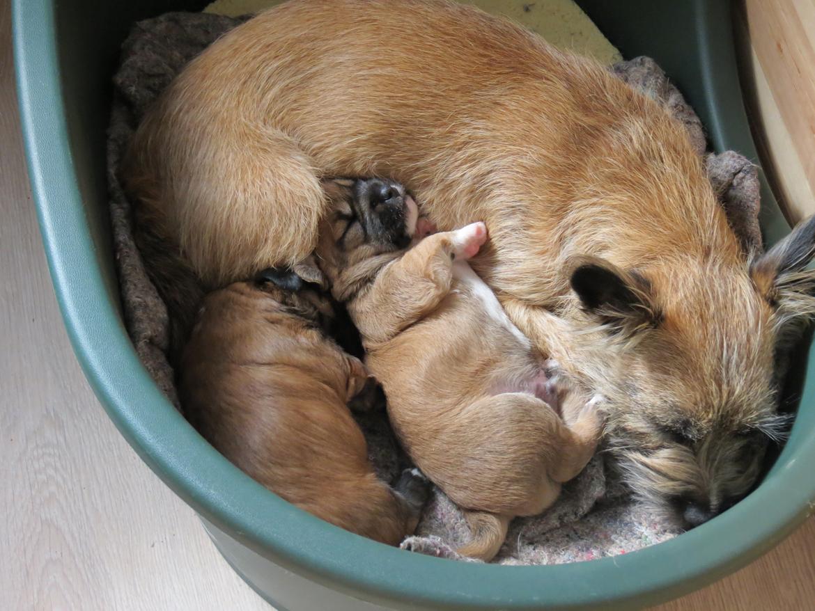 Blanding af racer Milo billede 12