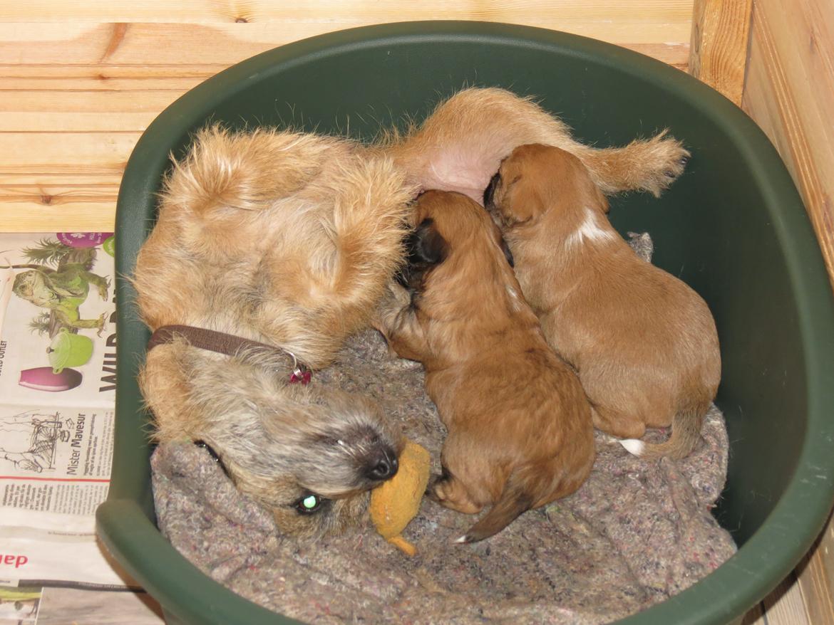 Blanding af racer Milo billede 13