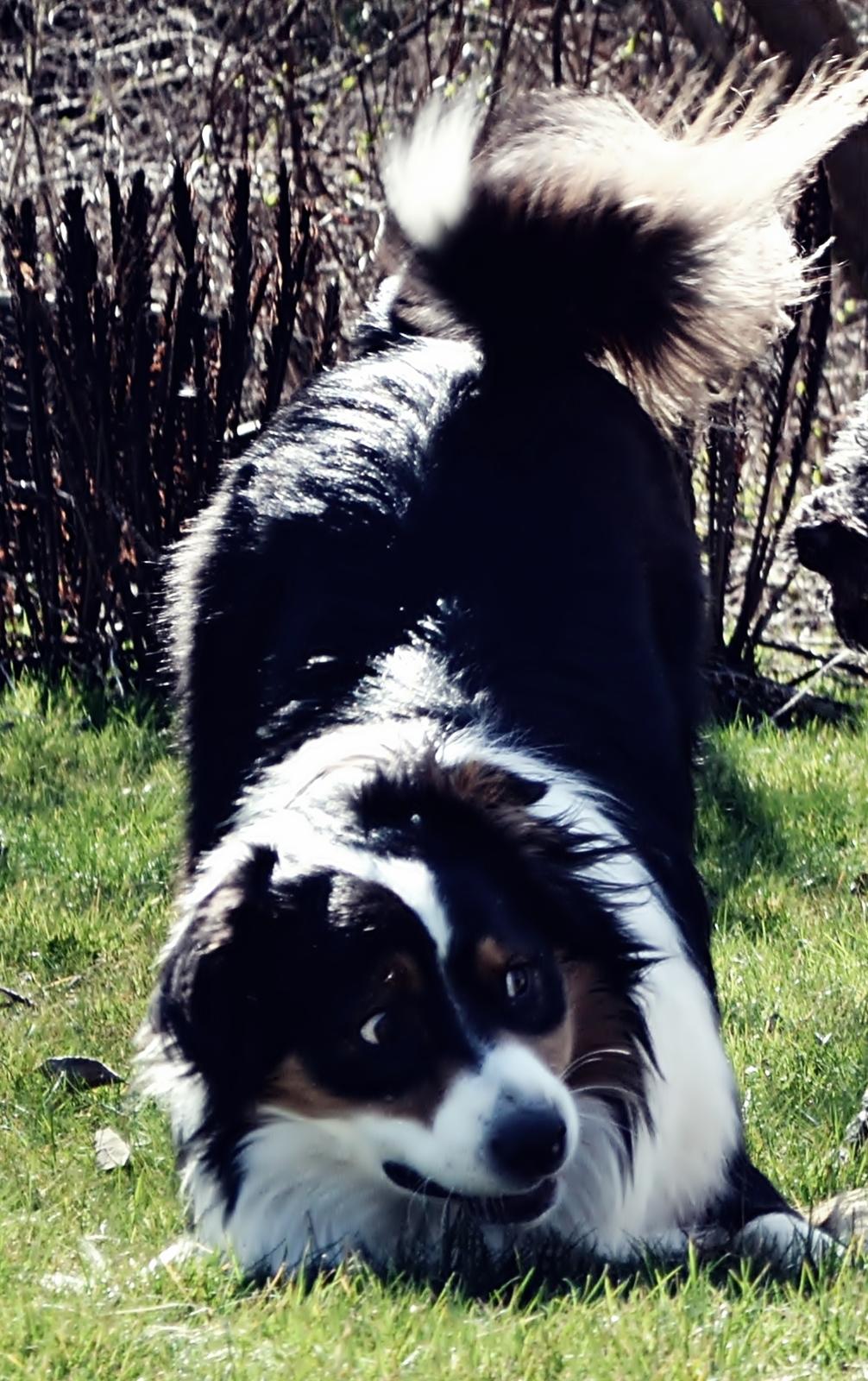 Australian shepherd Cash (Cassie) - Uhh en bebe i sigte ;) billede 8