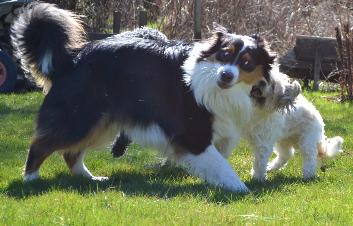 Australian shepherd Cash (Cassie) billede 7