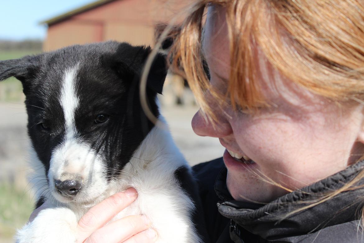 Border collie Balto - Balto og jeg :-) billede 11