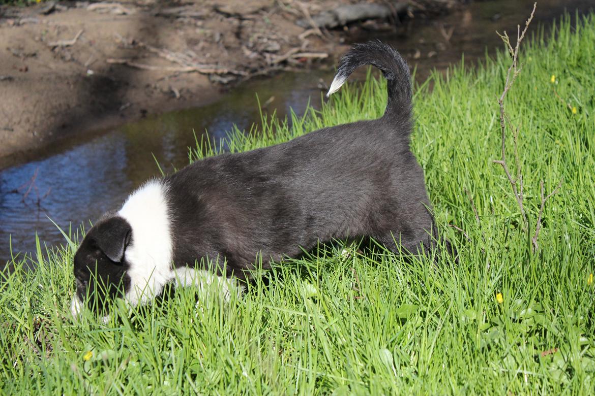 Border collie Balto - Lille Balto forsvinder næsten i det høje græs, i skovbrynet :-) billede 16