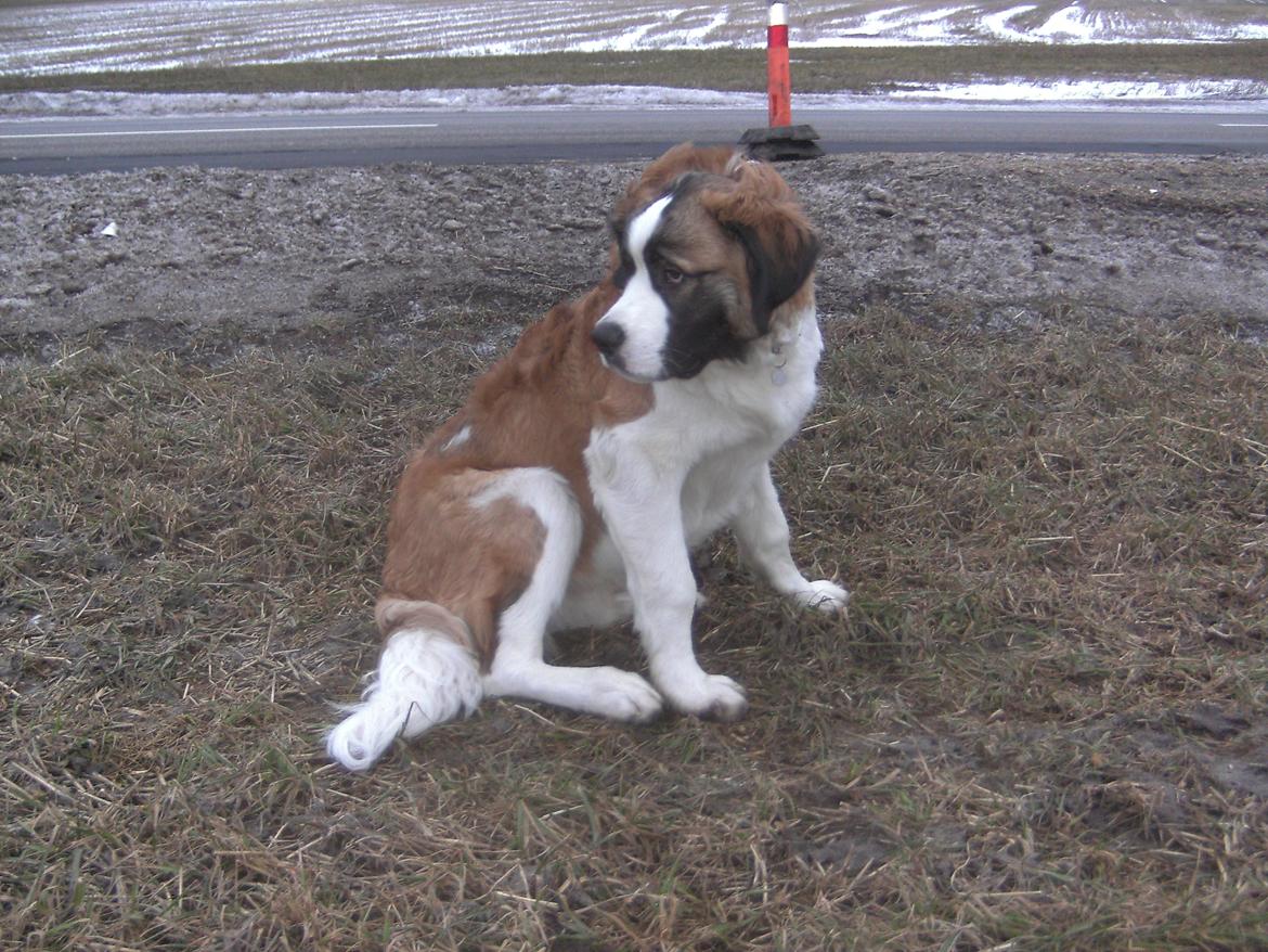 Sankt bernhardshund Logan - Er nu næsten blevet voksen. billede 20