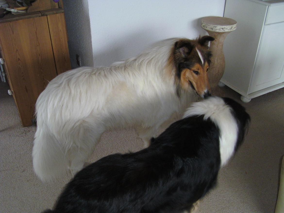 Collie langhåret Klero billede 2