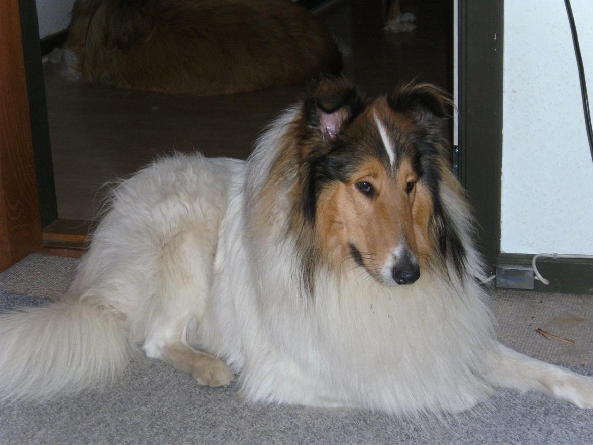Collie langhåret Klero billede 3