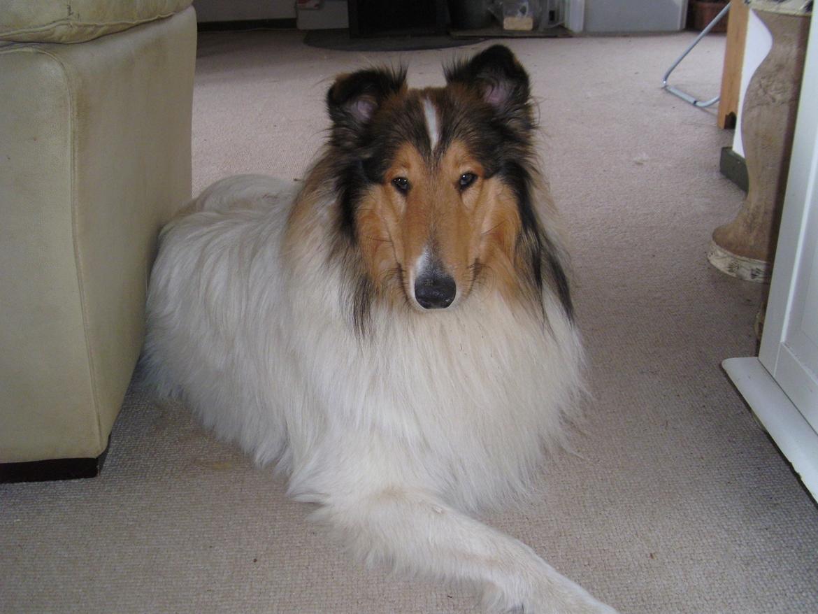 Collie langhåret Klero billede 4
