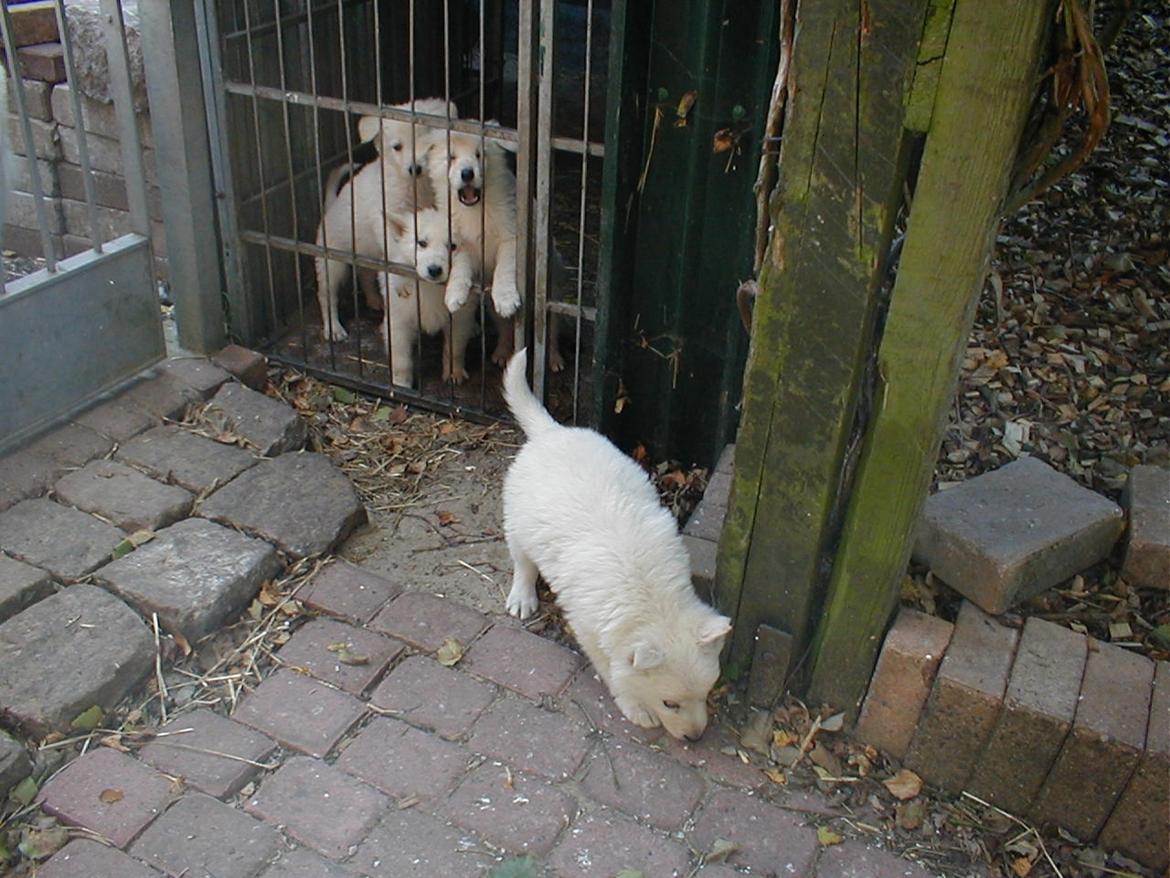 Hvid schæfer Niki billede 50