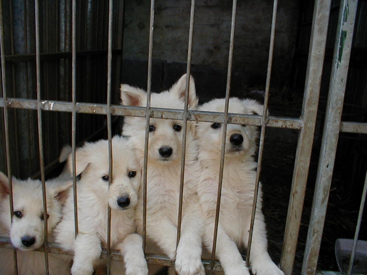 Hvid schæfer Niki billede 49