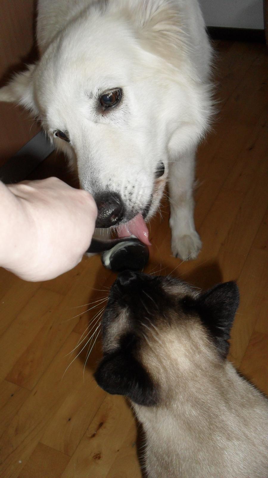 Hvid schæfer Niki billede 39