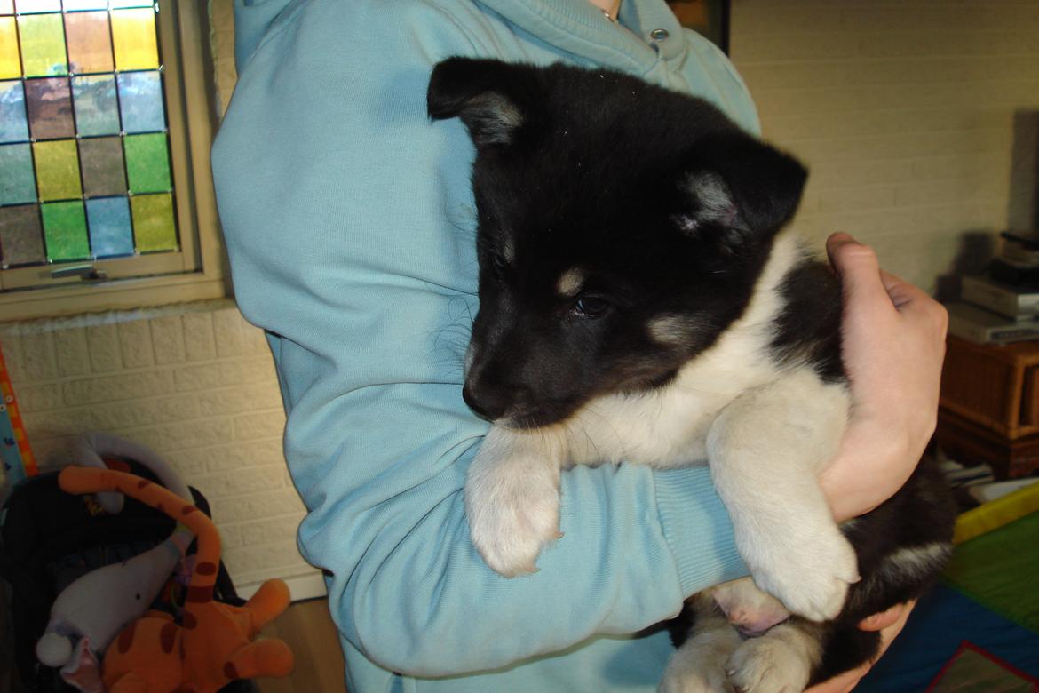 Alaskan husky Tiki billede 5