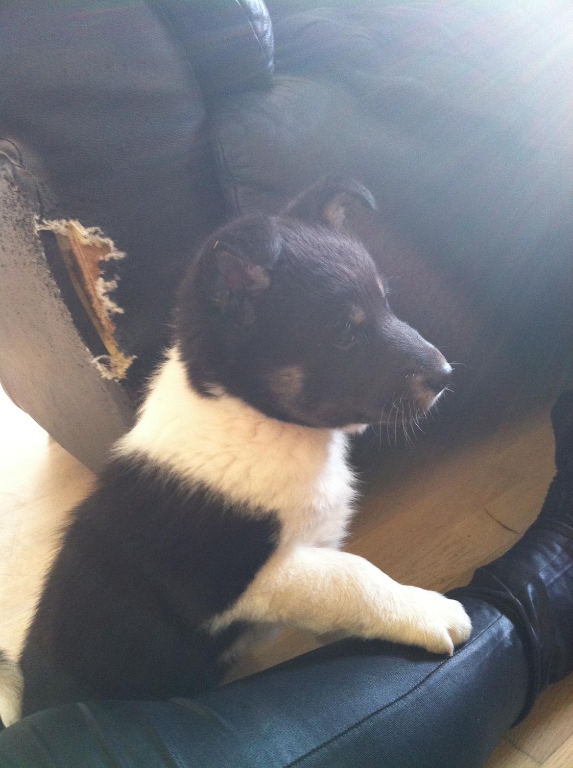 Alaskan husky Tiki - Hov var der nogle der sagde noget ? :O billede 4