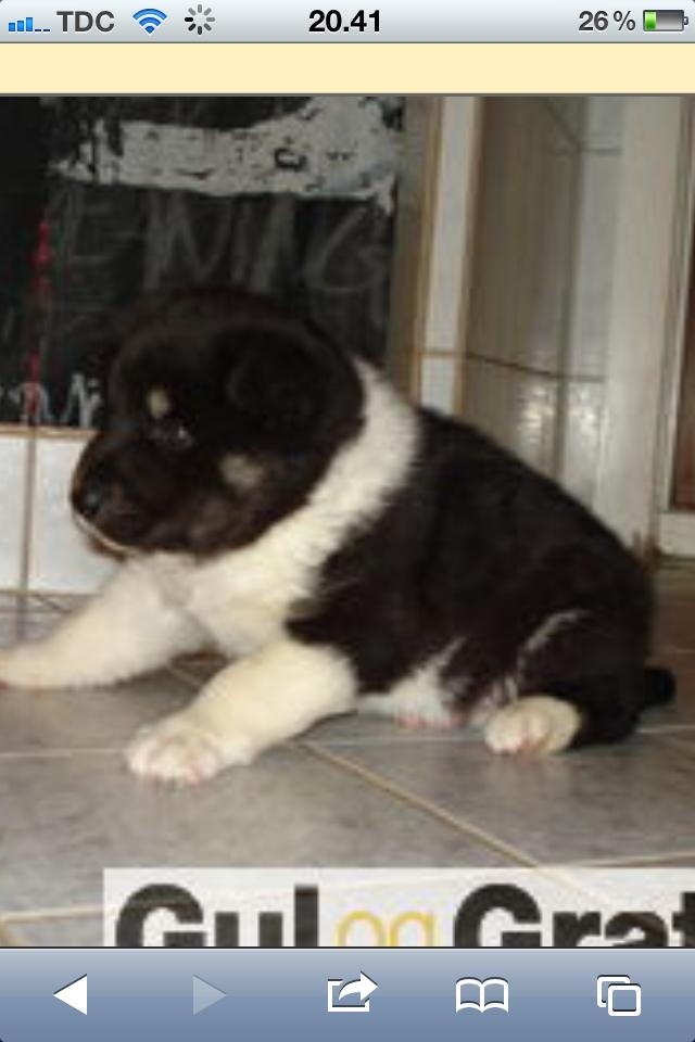 Alaskan husky Tiki - Ja lille og tyk har jeg også være ;) billede 8
