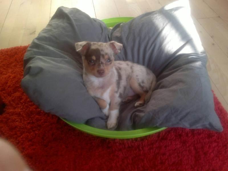 Blanding af racer Neelix billede 1