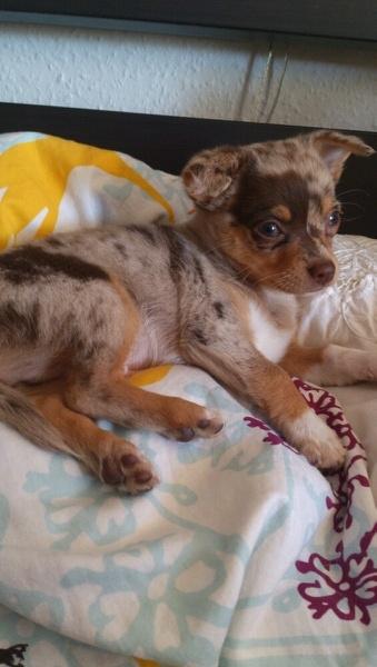 Blanding af racer Neelix billede 3