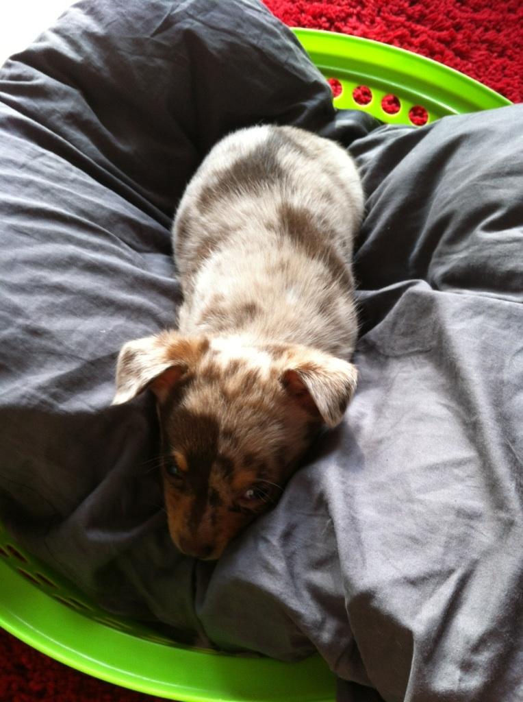 Blanding af racer Neelix billede 4