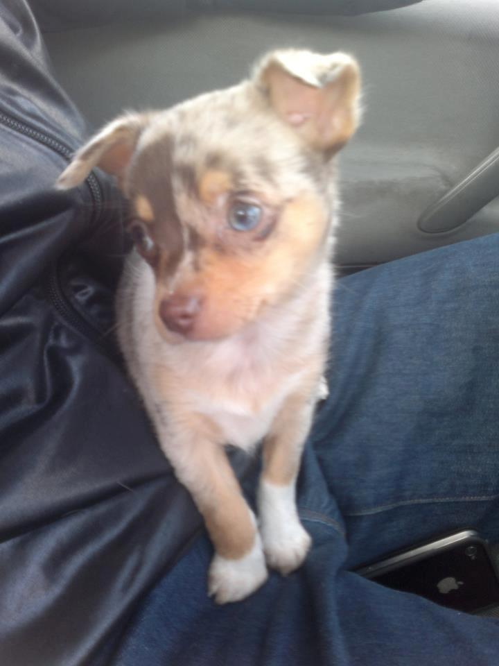 Blanding af racer Neelix billede 5